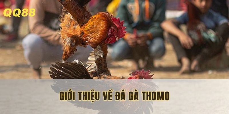 Đá gà Thomo với nhiều trận kịch tính