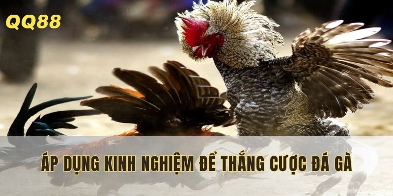 Học hỏi, vận dụng linh hoạt để thắng đậm